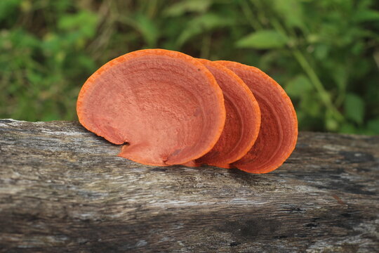 Closeup view of pycnoporus sanguineus, commonly known as blood red bracket mushroom, tropical cinnabar bracket, or orange polypore