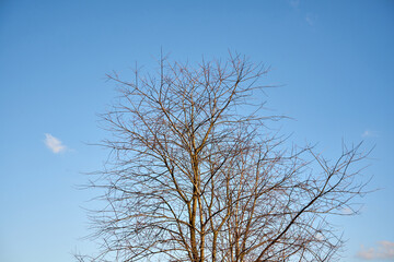 drzewo bez liści na tle bezchmurnego nieba 
