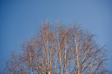 drzewo na tle nieba ,brzoza, salix sepulcralis © Marcin Łazarczyk