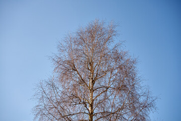 drzewo na tle nieba ,brzoza, salix sepulcralis