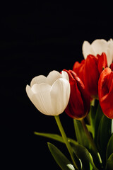 Bouquet of tulips on a black background. White and red tulips on a black background. One tulip bud close up