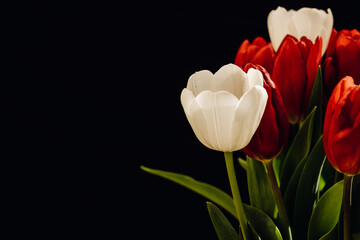 Bouquet of tulips on a black background. White and red tulips on a black background. One tulip bud close up