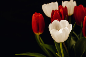 Bouquet of tulips on a black background. White and red tulips on a black background. One tulip bud close up