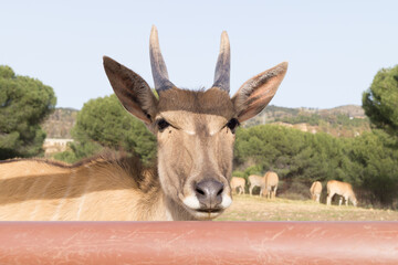 Eland (Taurotragus oryx) looks at the camera from behind a fence. Frontal view of the face and horns of a large antelope in an animal sanctuary.