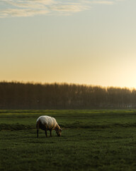 Sheep in a Dutch field at sunrise