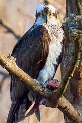 Ospray bird raptor