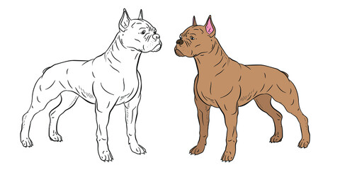  In the animal world. Vector image, dog. Black and white drawing, coloring book.