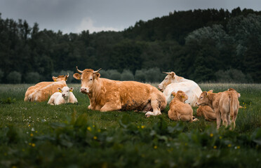 Bunch of cute cows in a Dutch field