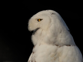 Fototapeta premium Snowy Owl, owls, rare owl, predator, raptor bird, raptor birds 