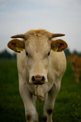 Cow in beautiful Dutch field