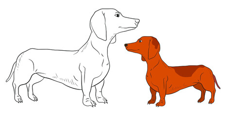  In the animal world. Vector image, dog. Black and white drawing, coloring book.