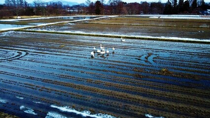 2022白鳥4 © あら～んどろ～ん