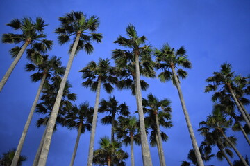 Fototapeta na wymiar 群青色の空にそびえ立つ椰子の木