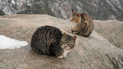 A spotted cat sitting cross-legged on a rock, snow falling in March, and a thinking cat.