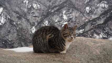 Bad Wild Cats, Snow in Spring, Cold, Hungry, Sadness.