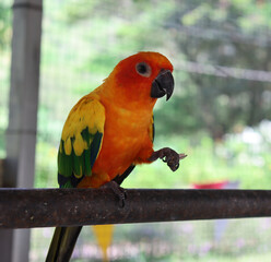 Camera photo of a parrot (sun cornue) holding a sunflower seed on its left leg