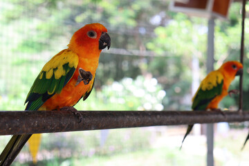 Camera photo of a parrot (sun cornue) holding a sunflower seed on its right leg
