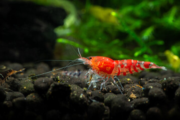 Red tiger shrimp with orange eyes in freshwater aquarium. Pets, live  nature and underwater life