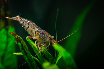 Tiger shrimp in freshwater  aquarium, nature underwater life