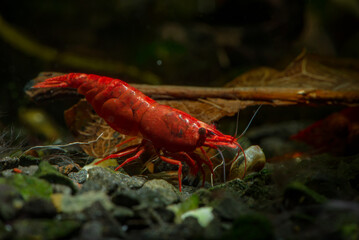 Red neocaridina shrimp fire pet aquarium freshwater nature macro