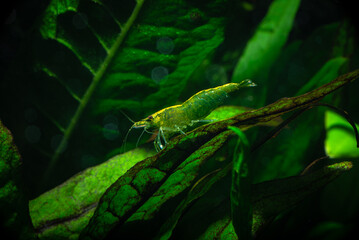 Nice green jade neocaridina shrimp in freshwater tank dark key macro aquarium photography