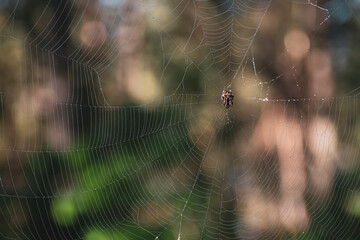 Spider in the middle of a spiderweb. Large scary fauna closeup in a woodland. Textured body, thin threads. Selective focus on the details, blurred background.