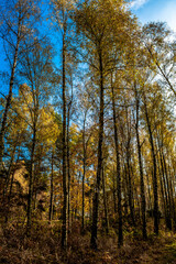 Autumnal Forest With High Birches In Austria