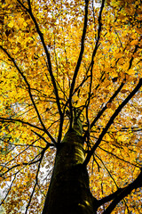 View Up Into The Crown Of A Deciduous Tree With Yellow Autumnal Leaves