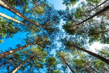 View Up Into The Crowns Of High Conifers In A Forest