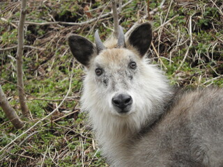 ニホンカモシカ