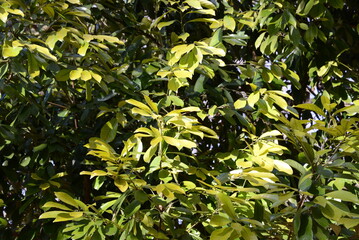 春の光を受けて輝く、艶やかな葉の美しい風景
