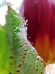 cactus close up