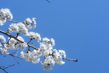 さくらんぼの花