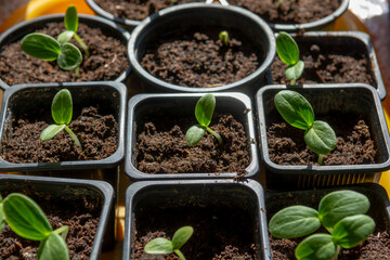Young organic cucumber seedlings growing in plastic containers. Home grown Cucumber (Cucumis sativus) sprouts.