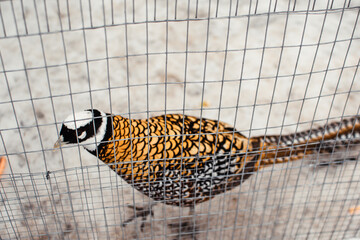 Close-up of a yellow pheasant in a metal cage in a zoo in Latvia. Royal or Chinese pheasant.