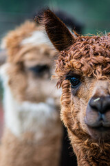 Alpaca