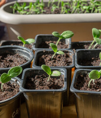 Young organic cucumber seedlings growing in plastic containers. Home grown Cucumber (Cucumis sativus) sprouts.