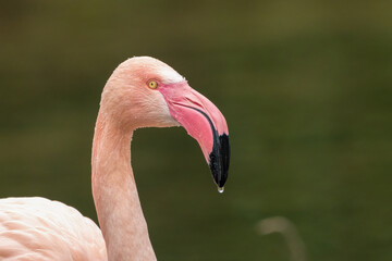 Closeup portrait of a greater flamingo (Phoenicopterus roseus). Beautiful wading bird. 