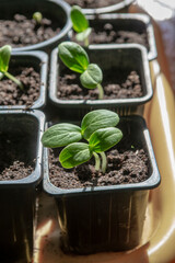 Young organic cucumber seedlings growing in plastic containers. Home grown Cucumber (Cucumis sativus) sprouts.