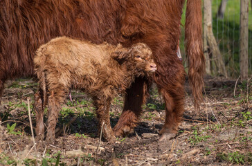 Naklejka na ściany i meble a very young newborn calf of a Scottish highlander,