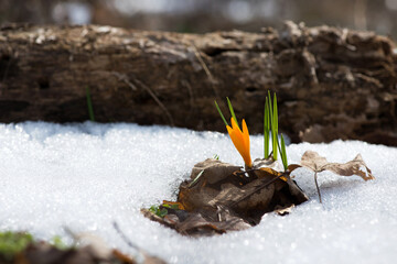 Flowering crocus in a snowdrift in an early spring garden - elective focus, copy space