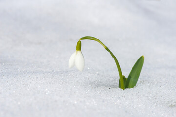 Close up of snowdrop in a snowdrift in an early spring forest - selective focus, copy space