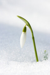 Close up of snowdrop in a snowdrift in an early spring forest - selective focus, copy space