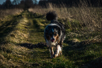 dog running