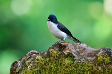 タイやミャンマーの山地の森に住む白と黒のシックないでたちの美しい小鳥　シロクロウタイチメドリ