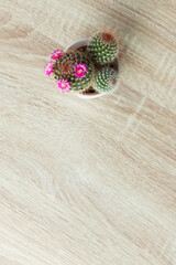 Obraz na płótnie Canvas cactus