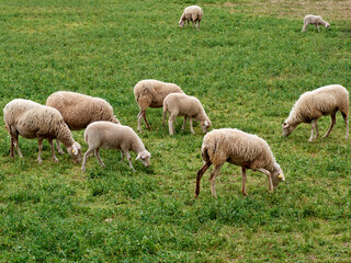 Scene of a flock of sheep and lambs grazing in a green field