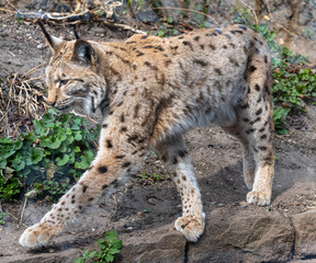 European lynx watches prey; lynx lynx. Karlsruhe, Germany, Europe
