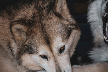 Funny Alaskan Malamute closeup. Adorable dog female with brown eyes, white and grey fur and pointy ears. Selective focus on the details, blurred background.