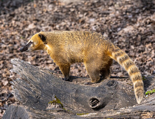 South American coati or ring-tailed coati (Nasua nasua)
